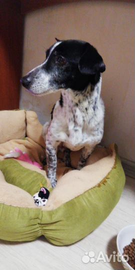 Малыш Рони год ждет своего Человека