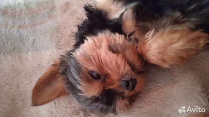 Вязка кобель mini йорк