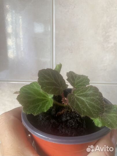 Камнеломка