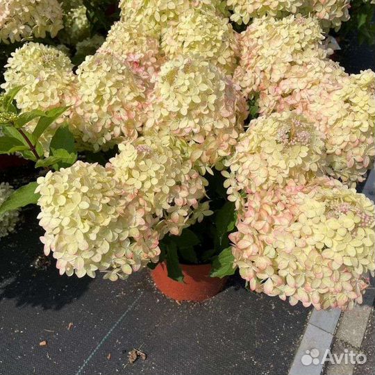 Гортензия метельчатая XS Лайт С3