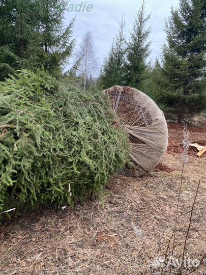 Ель обыкновенная