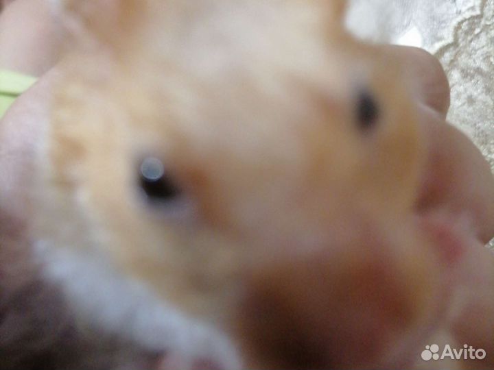 Катуна ед самец сирицский