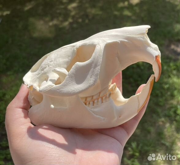 Череп животного