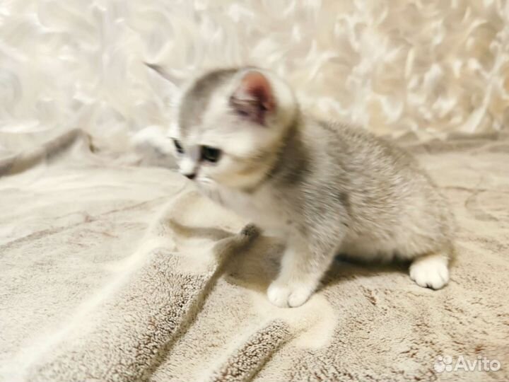 Шотландские котята