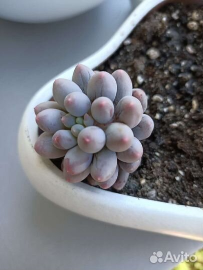 Суккуленты