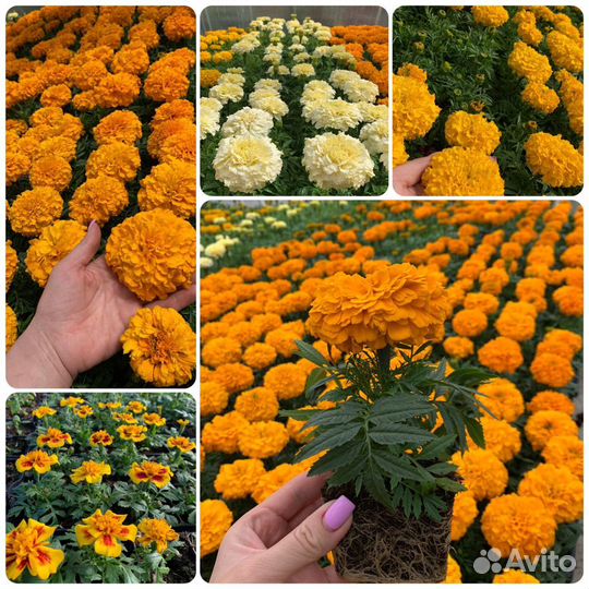 Рассада цветов и овощей