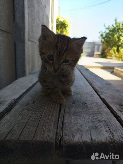 Котенок в добрые руки