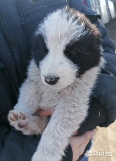 Щенки азиаты