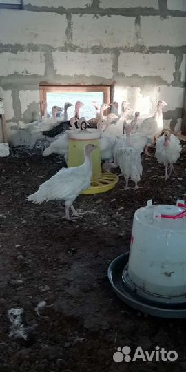 Индюшата подрощенные