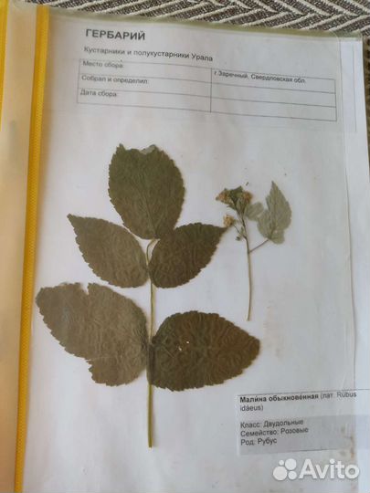 Гербарий в школу, колледж,институт