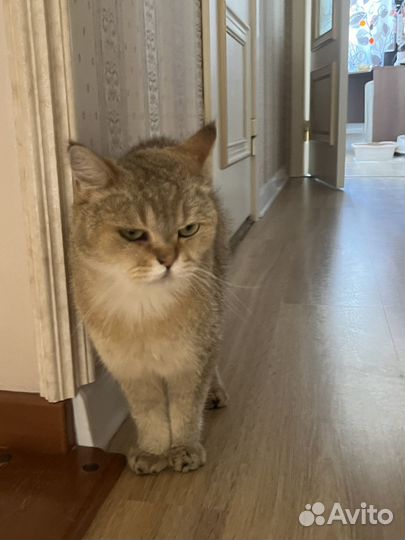 Персидская кошечка, Ксюша