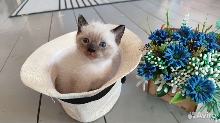 Котята сноу шу