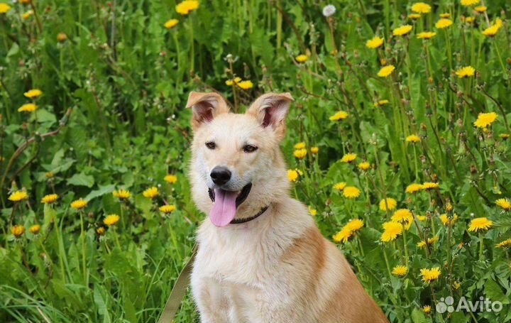 Синди ищет семью