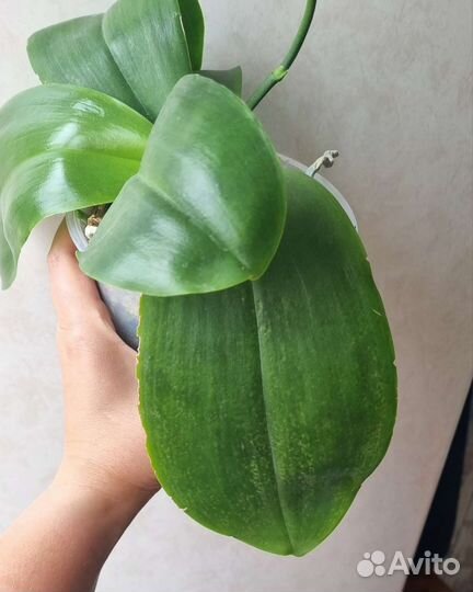 Орхидея фаленопсис Лиодоро