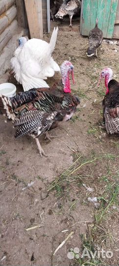 Индюки индюшки индейки