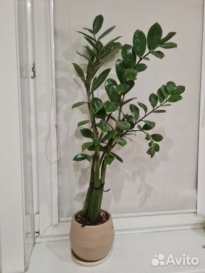 Замиокулькас