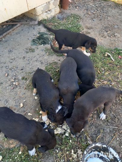 Щенки бесплатно