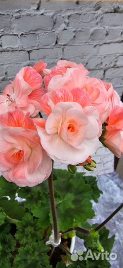 Срезы сортовых пеларгоний