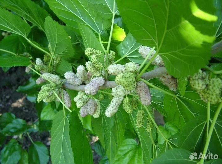 Саженцы Шелковицы Белая Стамбульская