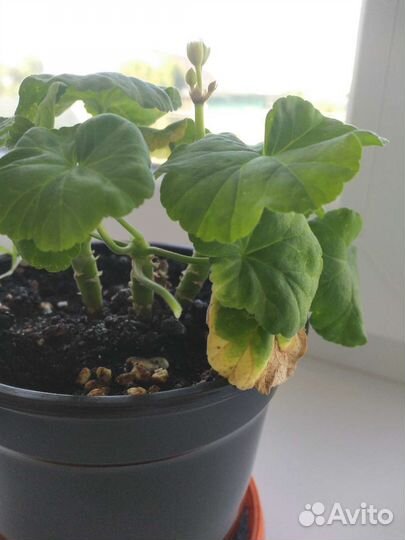 Пеларгония dovepoint