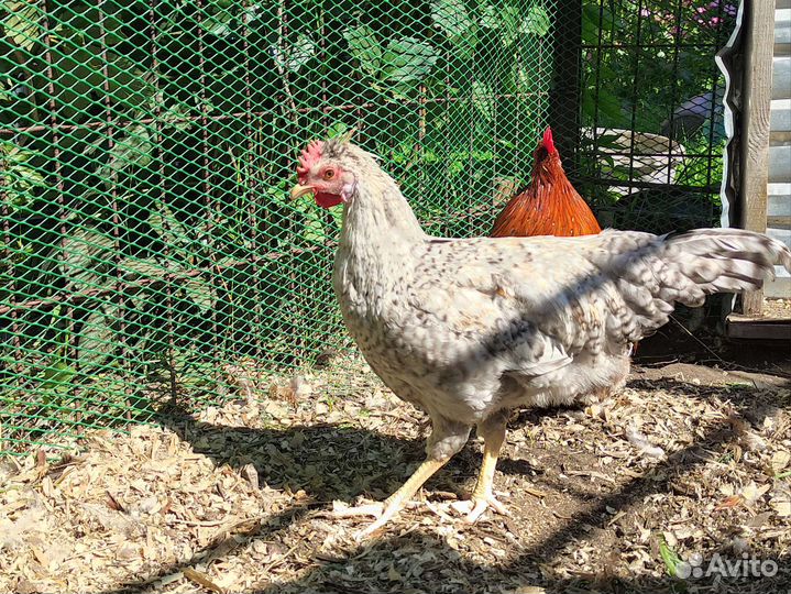 Петушки разных пород