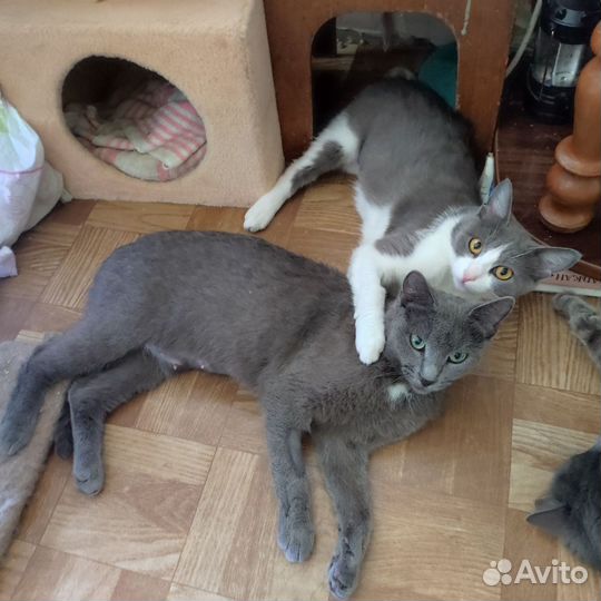 Молодая кошечка в добрые руки