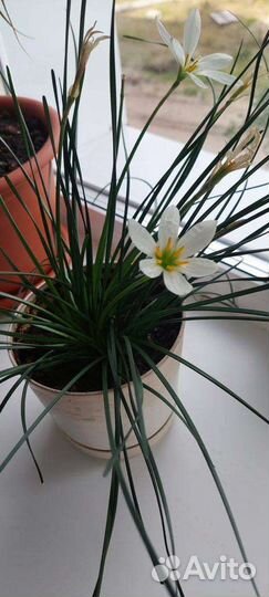 Цветы комнатные