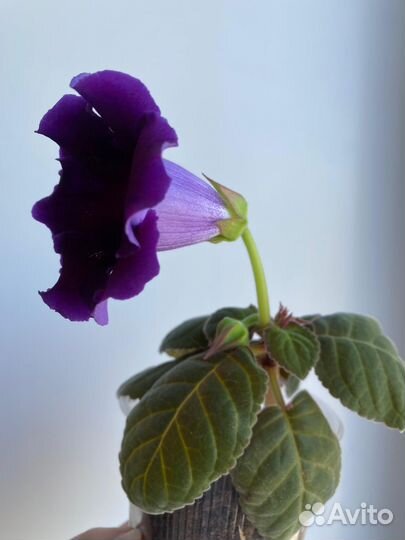 Глоксиния простая цветущая чернофиолетовая
