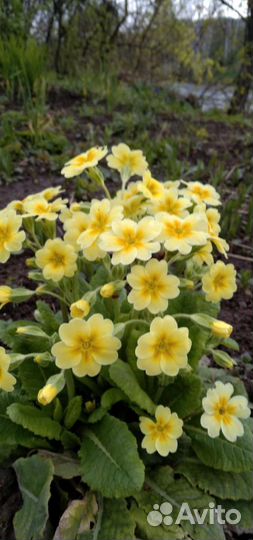 Цветы,рассада