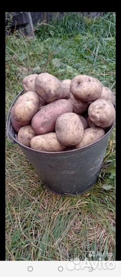 Продам Картофель Крупный