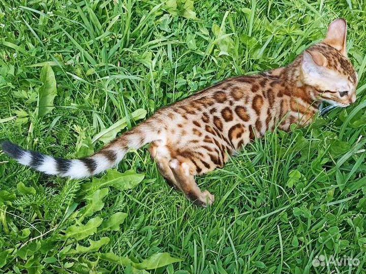 Бенгальская кошка