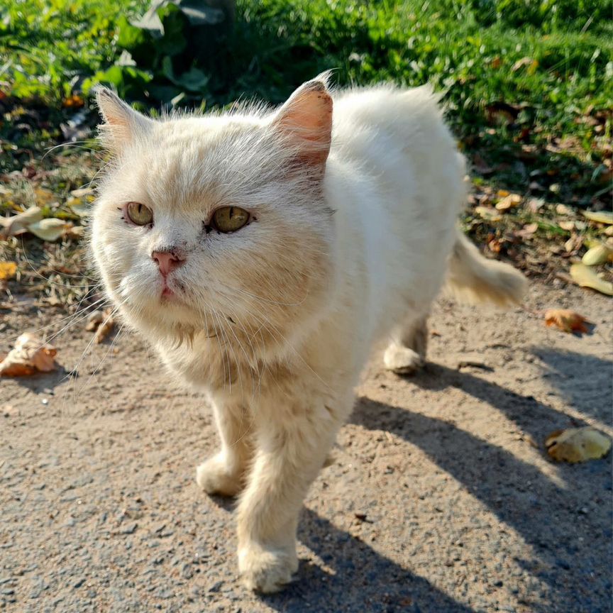 Красивейший кот которому не повезло с хозяевами