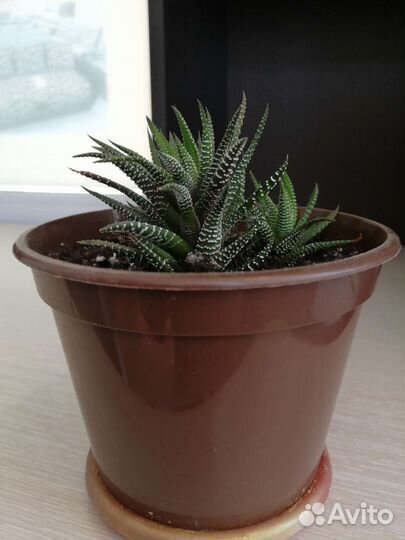 Цветок хавортия