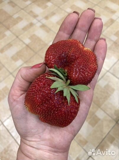 Экоудобрение Vertera