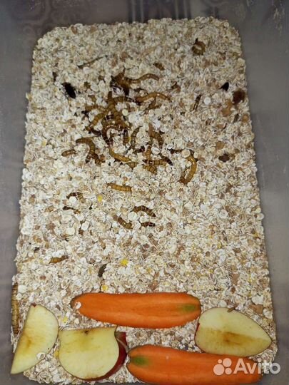 Ко. сверчки, зофобас, тараканы, крысы, мыши