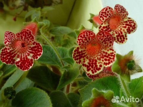 Комнатные цветы