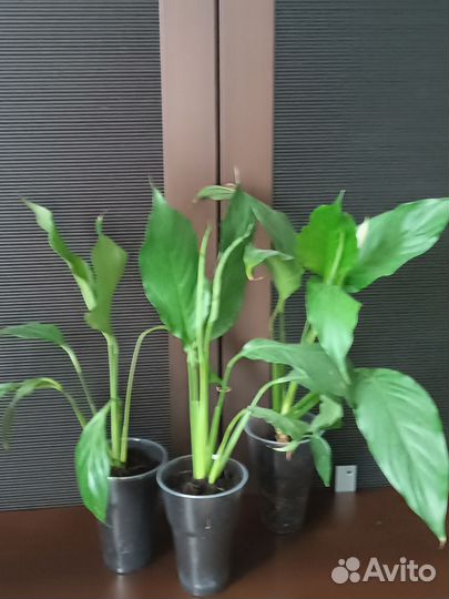 Спатифиллум