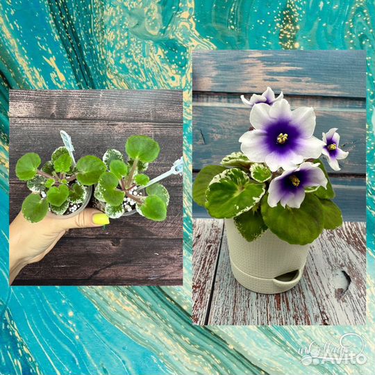 Детки сортовых фиалок