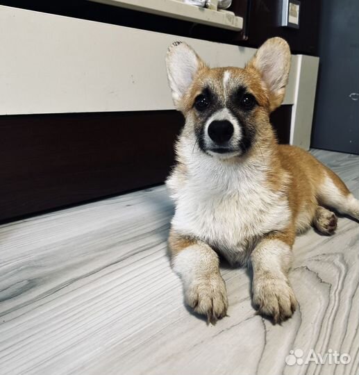 Вельш корги пемброк девочка