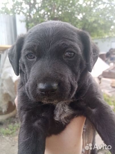 Собака в добрые руки отдам бесплатно