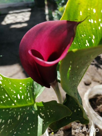 Калла шикарная