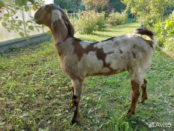 Англо-нубийские козы и козел