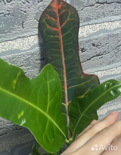 Алоэ и кротон