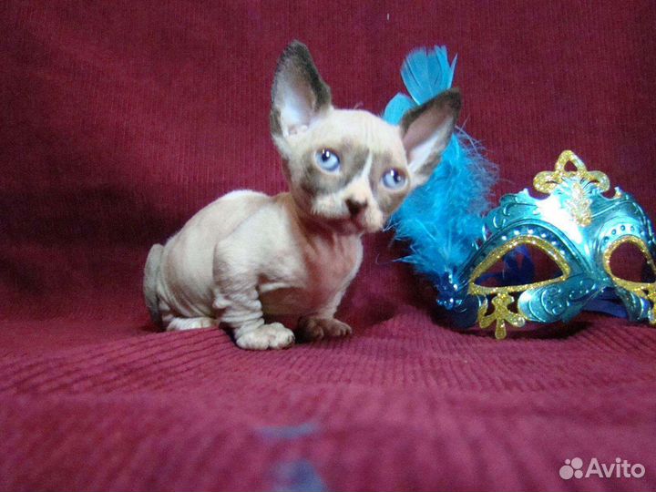 Короткие лапки