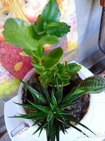 Флорариум кактусы и суккуленты