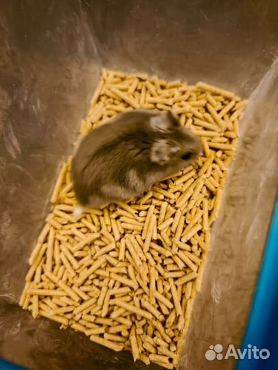 Джунгарский хомяк с клеткой