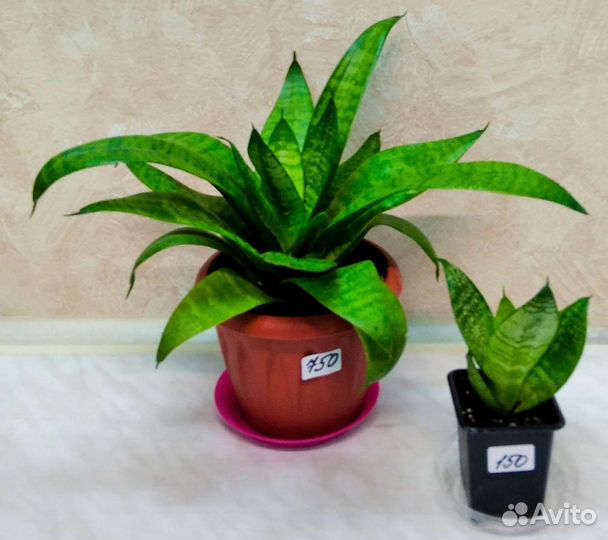 Сансевиерия