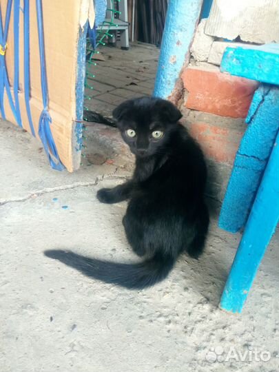 Отдам в добрые руки вислоухих котят