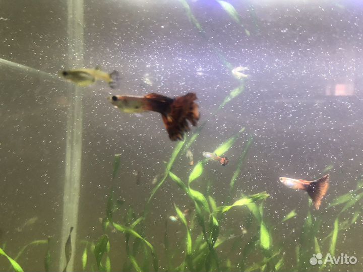 Аквариумные рыбки гуппи