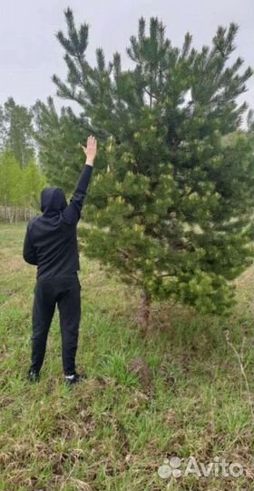 Сосна кедровая